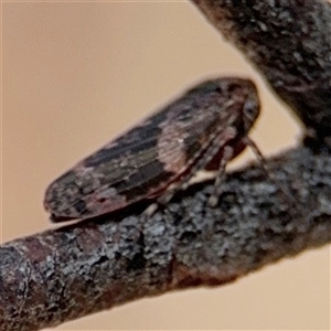 Eurymeloides adspersa at Barton, ACT - 21 Nov 2024 12:55 PM