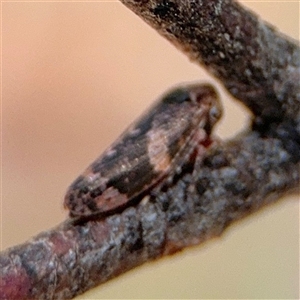 Eurymeloides adspersa at Barton, ACT - 21 Nov 2024 12:55 PM