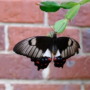 Papilio aegeus at Gungahlin, ACT - suppressed