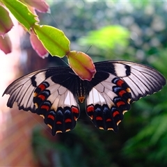 Papilio aegeus at Gungahlin, ACT - suppressed