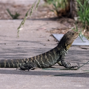 Intellagama lesueurii howittii (Gippsland Water Dragon) at Latham, ACT by MichaelWenke