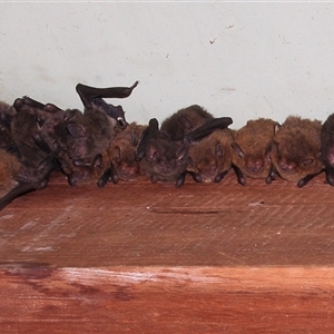 Vespertilionidae (family) (A microbat) at Gibberagee, NSW by Bungybird