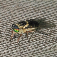 Tabanidae (family) at Gibberagee, NSW - 28 Oct 2013 by Bungybird