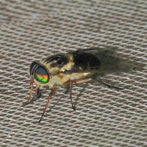 Tabanidae (family) at Gibberagee, NSW by Bungybird