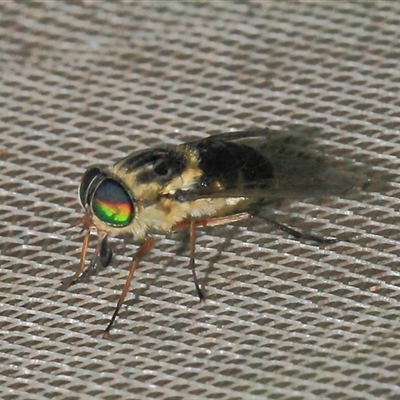 Tabanidae (family) at Gibberagee, NSW - 28 Oct 2013 by Bungybird