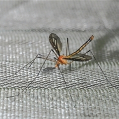 Ptilogyna (Ptilogyna) ramicornis (A crane fly) at Gibberagee, NSW - 29 Oct 2013 by Bungybird