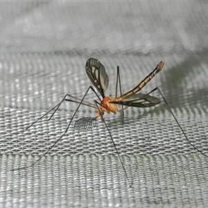 Tipulidae sp. (family) at Gibberagee, NSW by Bungybird