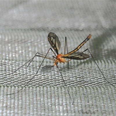 Ptilogyna (Ptilogyna) ramicornis (A crane fly) at Gibberagee, NSW - 29 Oct 2013 by Bungybird