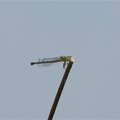 Coenagrionidae (family) (Unidentified damselfly) at Gibberagee, NSW - 25 Nov 2012 by Bungybird