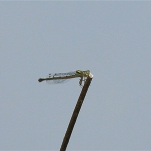 Coenagrionidae sp. (family) at Gibberagee, NSW by Bungybird