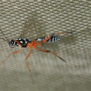 Ichneumonidae (family) at Gibberagee, NSW by Bungybird