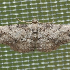 Aeolochroma quadrilinea at Gibberagee, NSW - 15 Dec 2011 by Bungybird