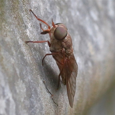 Tabanidae (family) at Gibberagee, NSW - 30 Jan 2022 by AaronClausen