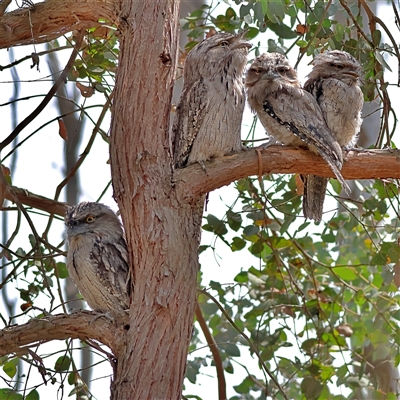 Podargus strigoides (Tawny Frogmouth) at Latham, ACT - 25 Nov 2024 by MichaelWenke