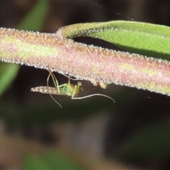 Chironomidae (family) at Goulburn, NSW - 25 Nov 2024 by glbn1