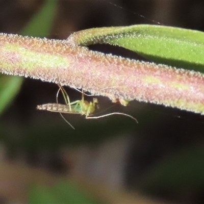 Chironomidae (family) at Goulburn, NSW - 25 Nov 2024 by glbn1