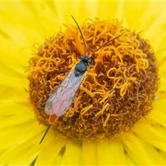 Ichneumonoidea (Superfamily) (A species of parasitic wasp) at Acton, ACT - 22 Nov 2024 by WHall