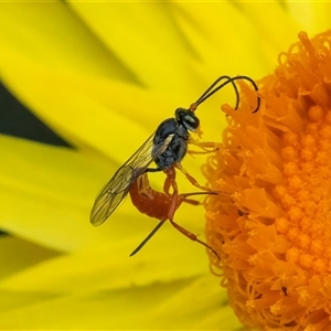 Ichneumonoidea (Superfamily) at Acton, ACT - 22 Nov 2024