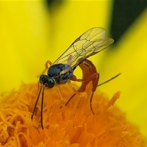 Ichneumonoidea (Superfamily) at Acton, ACT - 22 Nov 2024