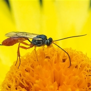 Ichneumonoidea (Superfamily) at Acton, ACT - 22 Nov 2024