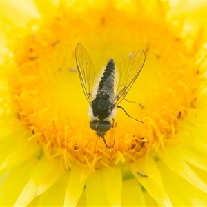 Australiphthiria (genus) (Bee fly) at Acton, ACT by WHall