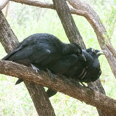 Corcorax melanorhamphos (White-winged Chough) at Acton, ACT - 22 Nov 2024 by WHall