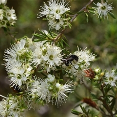 Kunzea ambigua (White Kunzea) at Jerrabomberra, NSW - 25 Nov 2024 by DianneClarke