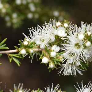 Kunzea ambigua at Jerrabomberra, NSW - 25 Nov 2024