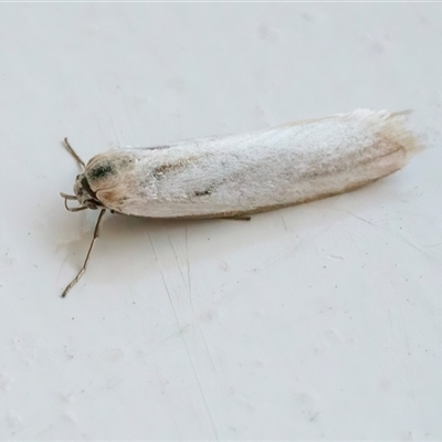 Philobota productella (Pasture Tunnel Moth) at Googong, NSW - 19 Nov 2024 by WHall