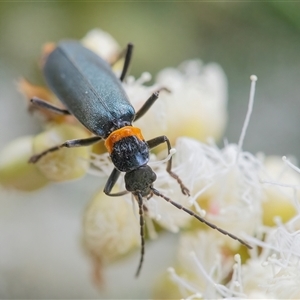 Chauliognathus lugubris (Plague Soldier Beetle) at Acton, ACT by WHall