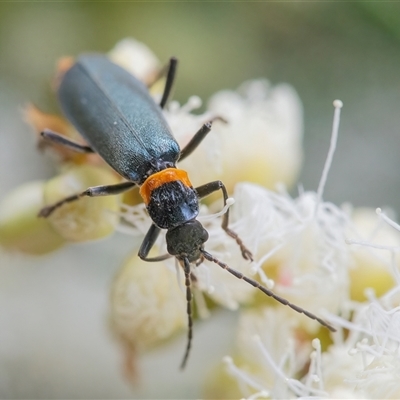 Chauliognathus lugubris (Plague Soldier Beetle) at Acton, ACT - 22 Nov 2024 by WHall