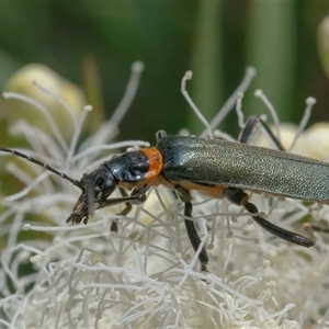 Chauliognathus lugubris at Acton, ACT - 22 Nov 2024 12:24 PM