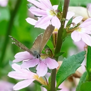 Neolucia agricola (Fringed Heath-blue) at Acton, ACT by WHall