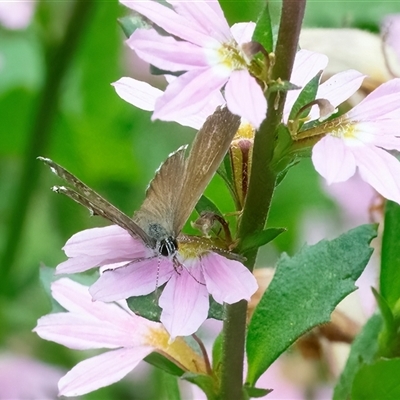 Neolucia agricola (Fringed Heath-blue) at Acton, ACT - 22 Nov 2024 by WHall