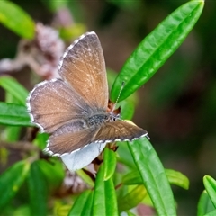 Neolucia agricola at Acton, ACT - 22 Nov 2024 02:15 PM