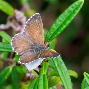 Neolucia agricola at Acton, ACT - 22 Nov 2024 02:15 PM