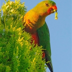 Alisterus scapularis (Australian King-Parrot) at Googong, NSW - 19 Nov 2024 by WHall