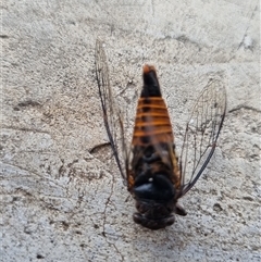 Yoyetta sp. (genus) (Firetail or Ambertail Cicada) at Belconnen, ACT - 25 Nov 2024 by Butterflygirl