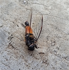 Yoyetta sp. (genus) at Belconnen, ACT - 25 Nov 2024