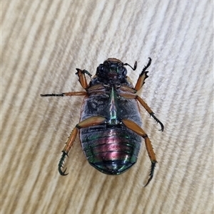 Anoplognathus brunnipennis at Belconnen, ACT - 25 Nov 2024