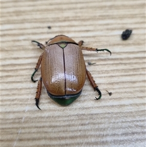 Anoplognathus brunnipennis at Belconnen, ACT - 25 Nov 2024