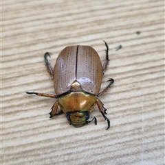 Anoplognathus brunnipennis at Belconnen, ACT - 25 Nov 2024