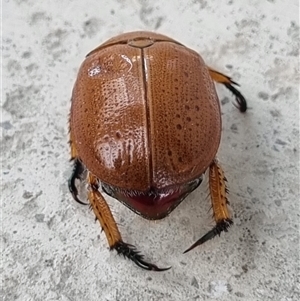 Anoplognathus porosus at Belconnen, ACT - 25 Nov 2024 11:48 AM