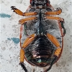 Anoplognathus porosus at Belconnen, ACT - 25 Nov 2024