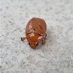 Anoplognathus porosus at Belconnen, ACT - 25 Nov 2024