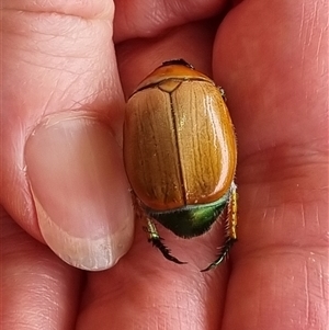 Anoplognathus brunnipennis at Belconnen, ACT - 25 Nov 2024 11:49 AM