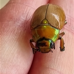 Anoplognathus brunnipennis at Belconnen, ACT - 25 Nov 2024 11:49 AM