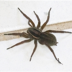 Dolomedes (genus) (Fishing spider) at Googong, NSW - 19 Nov 2024 by WHall