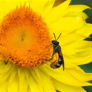 Lasioglossum (Chilalictus) sp. (genus & subgenus) at Acton, ACT - 22 Nov 2024 01:28 PM