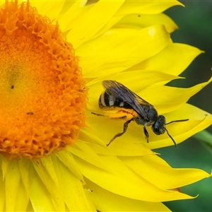 Lasioglossum (Chilalictus) sp. (genus & subgenus) at Acton, ACT - 22 Nov 2024 01:28 PM